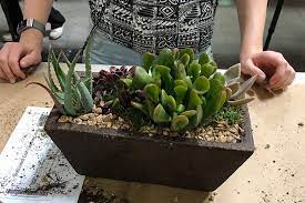 With just a few things, a few minutes, and your creativity you can make a succulent dish garden. Succulent Dish Garden Design Class Az Flower Market Arizona