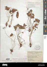 Image result for Oxalis latifolia