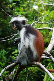 Red Colobus Monkey By Aidan Moran Types Of Monkeys Monkey Photography Monkeys Funny