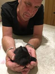 Arsenal legend David Seaman: 'The kittens I foster are tiny and safe in my  goalkeeper hands'
