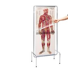 Anatomy charts are visual depictions of the human body. Thin Man Sequential Human Anatomy Program Sem Trainers