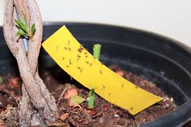While they're unsightly and irritating, these pests actually won't do any harm. How To Get Rid Of Gnats In The Bedroom Bathroom