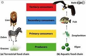 A sequence showing the feeding relationship among the organisms in a habitat is know as. Draw Any Simple Food Chain In Terrestrial Ecosystem Brainly In