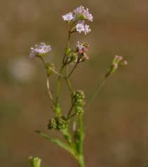 Image result for Boerhavia erecta