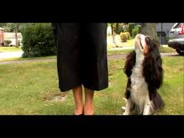 dogs 101 cavalier king charles spaniel