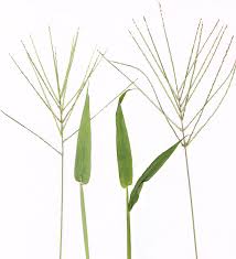 Image result for Digitaria abyssinica