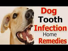 Home Remedies For Dog Tooth Infection How To Treat Dog Tooth Infection At Home Youtube Dog Remedies Dog Training Positive Dog Training