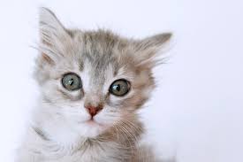 These are usually no longer present when the kitten is older. Heart Murmurs In Cats Great Pet Care