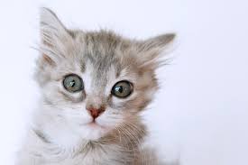 This can be the result of causes such as Heart Murmurs In Cats Great Pet Care