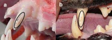 Canine and feline 5th edition. A Tooth Wear Scoring Scheme For Age Estimation Of The Eurasian Lynx Lynx Lynx Under Field Conditions Springerlink