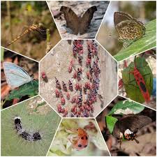 Image result for Hypericophyllum