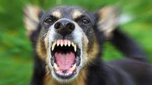 We did not find results for: 8 Arti Mimpi Digigit Anjing Di Kaki Atau Bagian Tubuh Lain Ada Yang Coba Mengacaukan Hidup Tribun Jatim