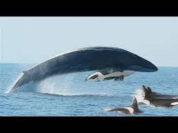 Humpbacks try to fight off rampaging killer whale pod that is wreaking havoc off the coast of california. Killer Whales Vs Fin Whale Youtube