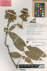 Image result for Platysepalum