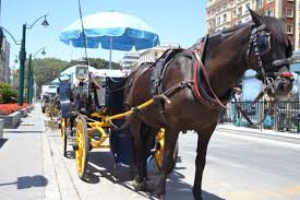 Soñar con caballos llama la atención por su gran predicción. Coches De Caballos Un Anacronismo Plagado De Maltrato