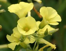 Image result for Oxalis pes-caprae