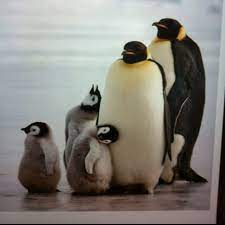 Pin By Angela K On This Is What I Have To Say Bout That Animals Friends Animals Penguins