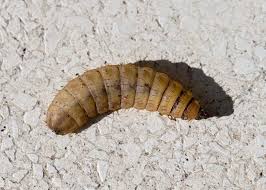Последние твиты от sustainable solution (@compostloo). Maggots In Compost Here S What You Need To Know Epic Gardening