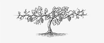 Black And White Vines Clipart Pin By Zando Escultura On Illustration In 2020 Grape Vines Stock Illustration Illustration