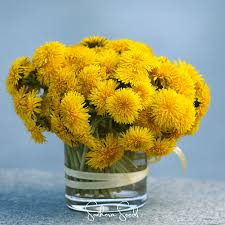Image result for Taraxacum