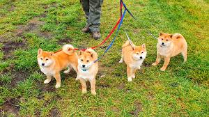 A small, alert and agile dog that copes very well with mountainous terrain and hiking trails. Shiba Inu Tuz Lo Hobby Shiba Inu Kennel Videos Facebook