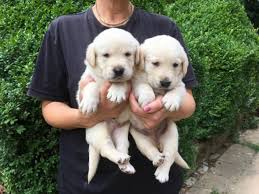 A golden retriever is a gundog. Beautiful Playfull Chunky Golden Retriever Pups 804 991 8493 Austin Animal Pet