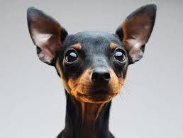 Image result for miniature pinscher