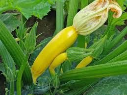 Your zucchini will be growing vertically as you can see in the picture. Garden Tips For June Harvest To Table