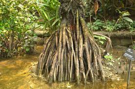 Image result for Bruguiera