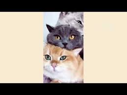 Pin By Cat Cats On Cats Funny Animal Videos Funny Dog Videos Funny Cat Fails