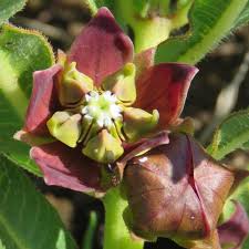 Image result for Pachycarpus concolor