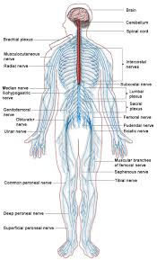 introduction to the nervous system boundless anatomy and