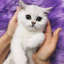 My New Affection Cat Cutecat Britishshorthair Kitten British Shorthair Kittens Cute Cat British Shorthair