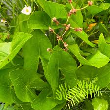 Image result for Loxogramme latifolia