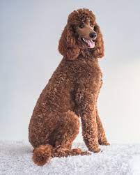 These intelligent water retrievers earned the name pudelhund or caniche. Poodles Don T Shed Well Sorta The 411 On Poodle Coats Galavanting Poodles