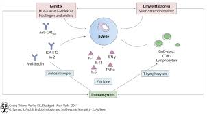 Diabetes Mellitus Endokrinologie Und Stoffwechsel Polybook