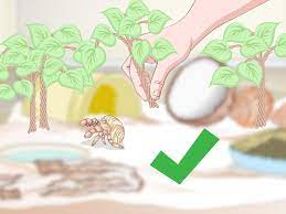Since hermit crabs and fungus gnats are both arthropods, you can not use any pesticides in your crabitat or it will kill the crabs! 3 Ways To Decorate Your Hermit Crab S Tank Wikihow