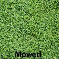 Miniclover White Clover Seeds For Clover Lawns Clover Lawn Lawn Alternatives Grass Alternative