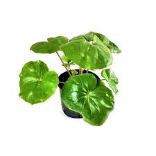 Image result for Farfugium japonicum