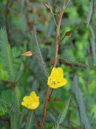 Image result for Chamaecrista plumosa