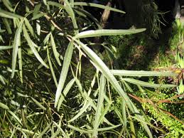 Image result for Searsia lancea