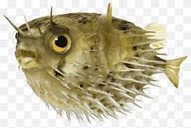Untuk mengenalkan dunia ikan kepada si kecil pun kamu juga bisa membuat contoh sketsa ikan untuk kegiatan mewarnai mereka. Porcupinefish Png Pngwing