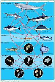 Cadena Alimentaria Marina Red Trofica Ecosistema Acuatico Especies En Peligro De Extincion