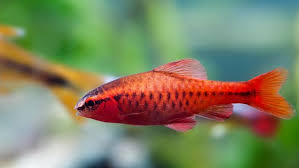 Memilih ikan hias kecil yang cantik sebagai koleksi aquarium air tawar memang sangat penting untuk anda ketahui, karena. 5 Ikan Hias Kecil Air Tawar Yang Cantik Dan Mudah Dipelihara