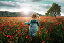 Voir plus d'idées sur le thème coquelicots. Coquelicots En Provence Provence 7