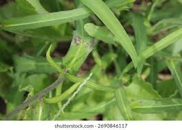 Image result for Lactuca indica