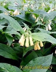 Image result for z p%u0159ednice jedovat 