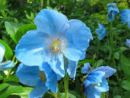 Perennial blue flax, or linum perenna, is a flower that can handle cold temperatures and grow perennially. 20 Blue Flowers For Gardens Perennials Annuals With Blue Blossoms