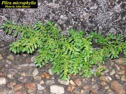 Image result for Pilea microphylla