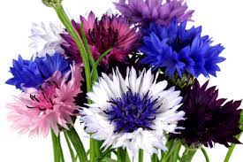 Bachelor Button Seeds Cornflower Polka Dot Mix Non Gmo Etsy Dried Flower Arrangements Annual Flowers Flower Seeds